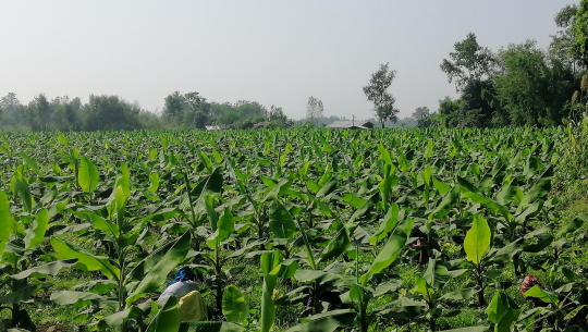केराखेतीबाट १५ लाख आम्दानी गर्ने टेकेन्द्र भन्छन,‘स्वदेशमै आत्मनिर्भर बन्न सकिन्छ’