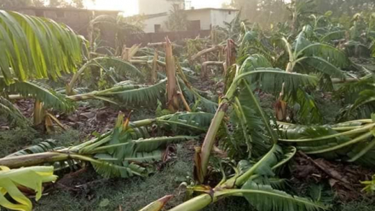 हावाहुरीको २५ दिन पूरा: कैलालीमा कृषिमा भएको क्षतीको विवरण संकलन भएन