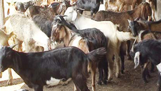 जिउँदो खसीबोका तथा च्याङ्ग्राको बिक्रि मूल्य निर्धारण