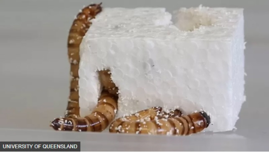 पत्ता लाग्यो प्लास्टिक खाने कीरा 