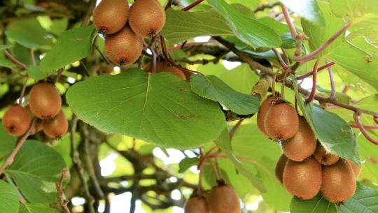 डडेल्धुरामा किबीखेती विस्तार