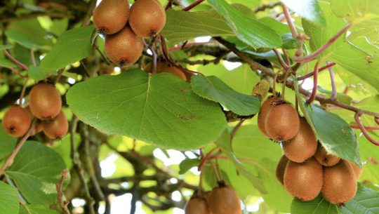 Kiwi cultivation expands in Dadeldhura as farmers face falling market prices