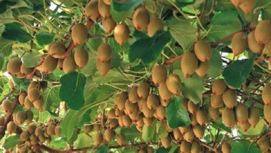 किवी खेतीतर्फ किसानको आकर्षण