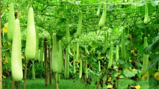 व्यावसायिक तरकारी खेतीमा किसान