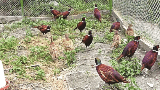 कालिजले बजार नपाउँदा व्यवसायी मारमा