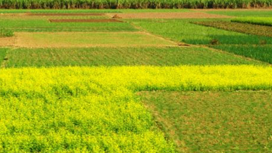 Agricultural pocket areas identified in Kanchanpur to boost productivity