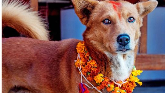 कात्तिक कृष्ण चतुर्दशीः नरक चतुर्दशी, कुकुर तिहार