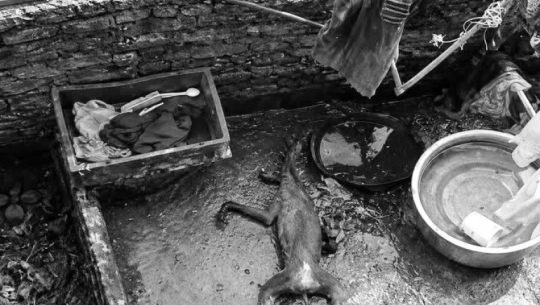 65-Year-Old Arrested in Kailali Over Alleged Sale of Dog Meat