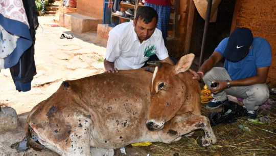 कञ्चनपुरमा ‘लम्पी स्किन’ रोगविरुद्धको खोप अभाव