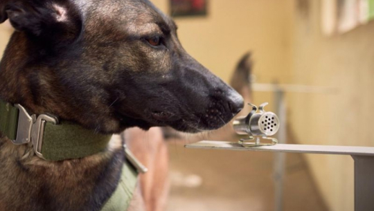 Vaccination camp for dogs organised in Shuklaphata, Kanchanpur