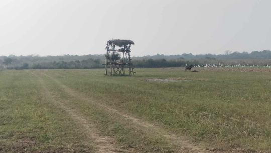 कञ्चनपुरमा जङ्गली जनावरबाट किसानलाई बाली जोगाउन सकस