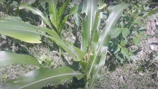 बैतडीमा मकैखेती फौजी कीराले नष्ट गर्दा किसान चिन्तित