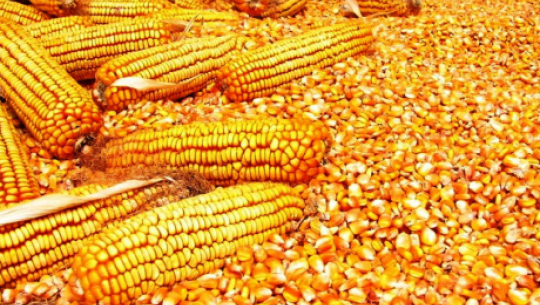 खडेरी पीडित किसानलाई मकैको बीउ