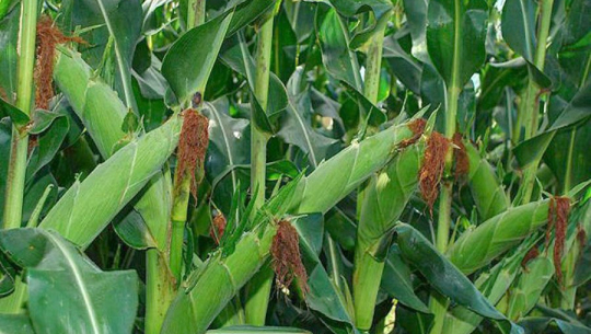 वसन्ते मकैखेतीः एउटै बोटमा तीनदेखि चारवटासम्म घोगालागेपछि किसान उत्साहित