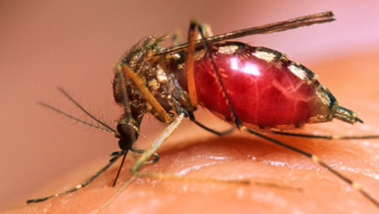 कञ्चनपुर औलोको उच्च जोखिममा