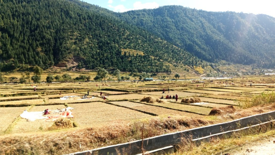 जुम्ली किसानलाई मार्सीधान काट्न चटारो