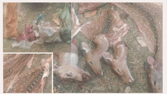 कञ्चनपुरमा प्रहरीमाथि तस्करले गोली चलाए, चार वटा चित्तलको मासु बरामद