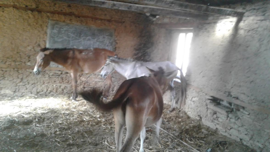 कञ्चनपुरबाट ९ वटा खच्चरसहित कालिकोटका युवक पक्राउ 