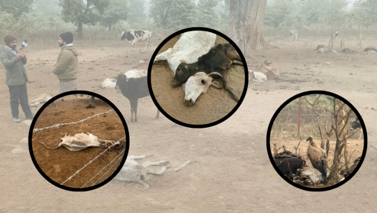 कैलालीको गोदावरी स्थित गौशालामा गाईहरु मृत फेला,स्थानीय आक्रोशित 