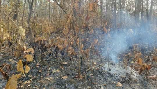 कैलालीका वन क्षेत्रमा लागेको डढेलो वर्षासँगै निभ्यो, यस वर्ष क्षति कम 