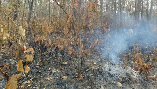 Forest fires in Kailali extinguished by rainfall, damage lower than last year