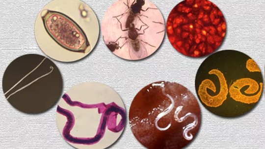 सुदूरपश्चिममा उपेक्षित उष्णप्रदेशीय रोगको संक्रमण बढ्दो