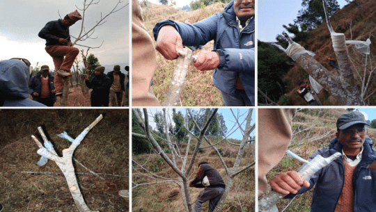 डोटीको जोरायलमा दाते ओखर भनेर लगाइएको हाडे निस्किएपछि...