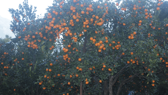 डोटीमा आठ करोडको सुन्तला उत्पादन