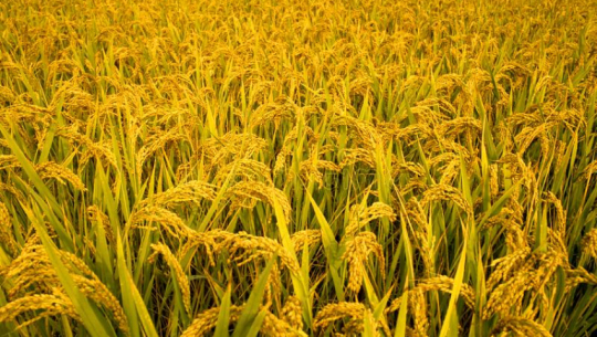 Chaite paddy cultivation declining in Kanchanpur due to irrigation shortage