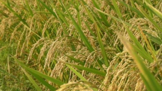 यसवर्ष धान उत्पादनमा ४ प्रतिशतले कमी हुने