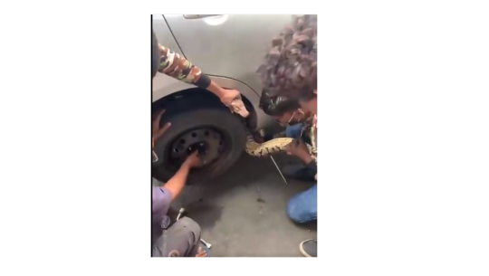 यसरी कारको पाङग्रामा फस्यो अजिंगर (भिडियोसहित)