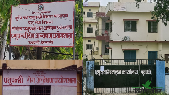 धनगढीमा पशुपन्छी र महेन्द्रनगरमा पशु क्वारेन्टिन बन्द, कारण यस्तो छ