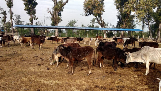 गौशलामा राखिएका पशुचौपाया घोडाघोडी नगरपालिकाले सडकमा छोड्यो