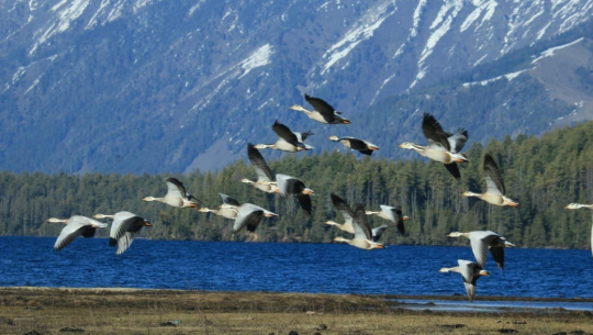 अतिक्रमण र प्रदुषणले सङ्कटमा सिमसार