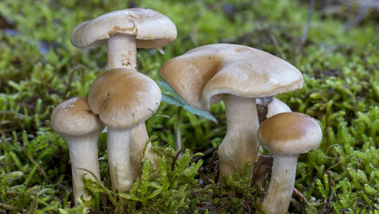 बझाङमा जंगली च्याउ खाएर ३ जना बिरामी 