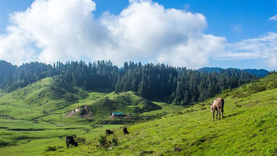 जडीवुटीको मात्र व्यवसायिकरण गर्न सके आर्थिक समृद्धि हासिल हुने (भिडियो)