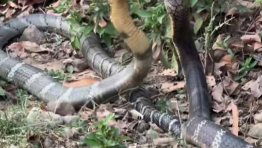 कैलालीको वसन्ता कोरडिोरमा देखियो दुर्लभ राजगोमन