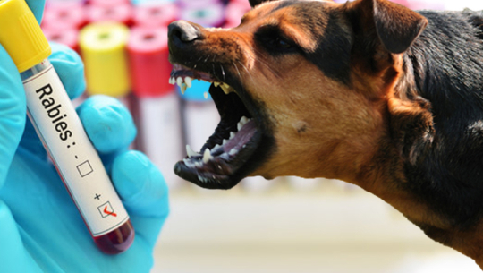 बैतडीमा रेबिजविरुद्ध खोप अभाव