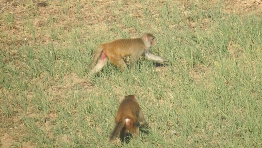 Monkeys, a hurdle in the farms of Baitadi