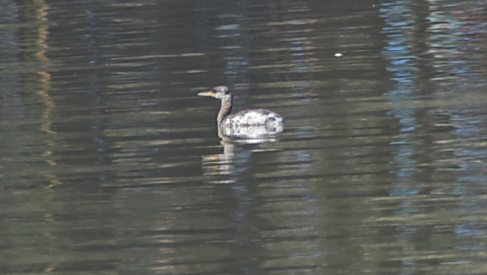 नेपालमा भेटियो नयाँ चरा ‘रातोकण्ठे डुबुल्की’