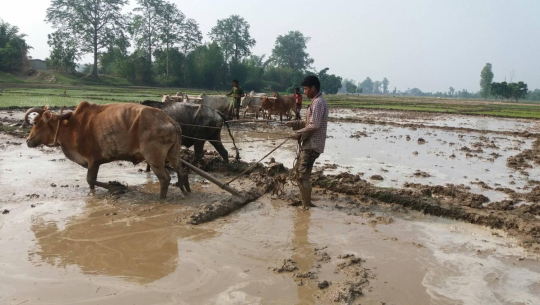 बिरानो बन्दै असारे भाका