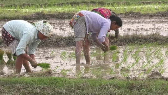 बर्खे धान रोप्न पाएनन् कैलालीका किसानले