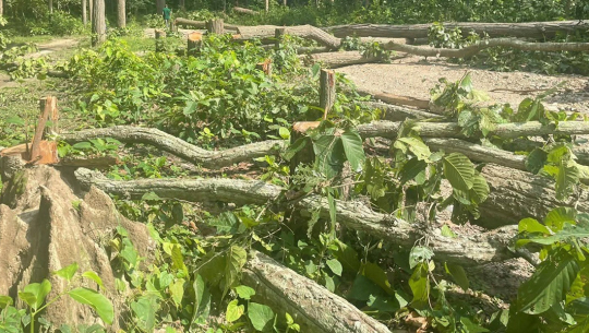 कृष्णपुुरमा अवैध रुख कटान प्रकरण : सोधपुछ सकिँदा पनि खुलेन पहिचान