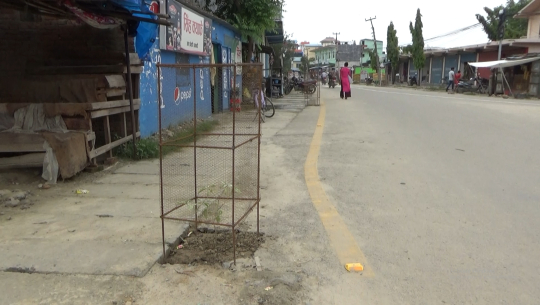 धनगढीमा हरियाली शहर बनाउने भन्दै कालोपत्रे सडक भत्काएर वृक्षारोपण