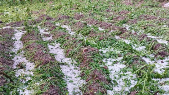 डडेल्धुरामा आएको असिना पानीले तरकारी खेतीमा क्षति