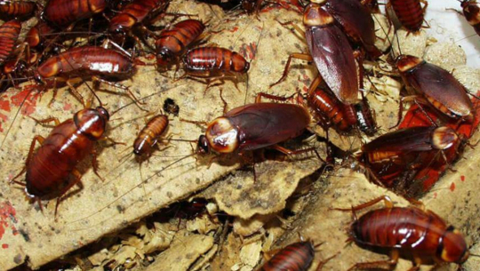 घरमा साङ्लाले हैरान पारेको छ? यि छन् घरेलु उपाय!