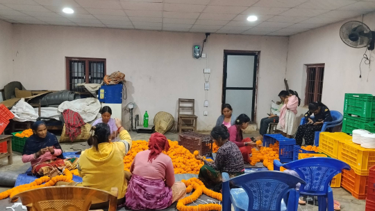 तिहारमा दश लाखको सयपत्री फूल बेच्ने लक्ष्य