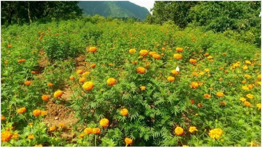अविरल वर्षाबाट १५ करोड बराबरको पुष्पखेतीमा  नोक्सान
