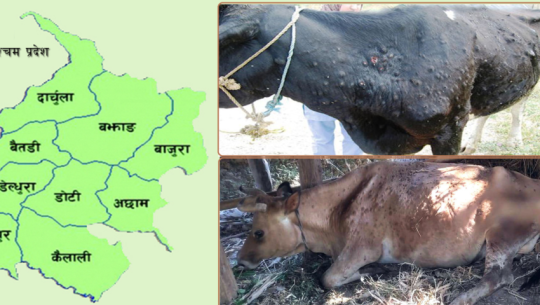 डडेल्धुरामा एक हजार १९८ पशुचौपाया मरे