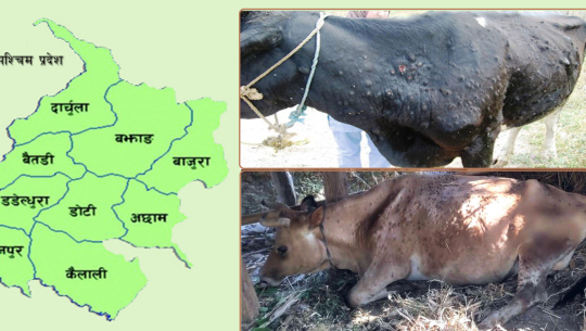 सुदूरपश्चिममा ‘लम्पी स्किन’बाट २५ हजार गाईवस्तु मरे, किसानलाई अर्बौको क्षति